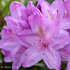 RHODODENDRON CAT BOURSAULT