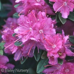 RHODODENDRON PURPLE GEM