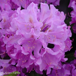 RHODODENDRON CAT ENG ROSEUM