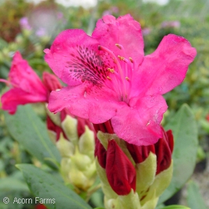 RHODODENDRON CAT NOVA ZEMBLA