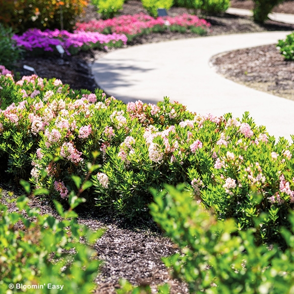 RHODODENDRON BLOOMBUX BLUSH