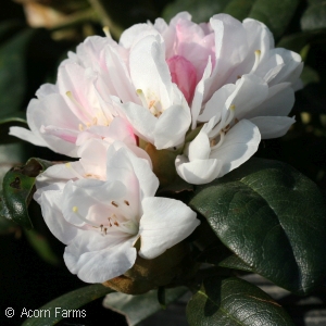 RHODODENDRON YAK PRINCESS