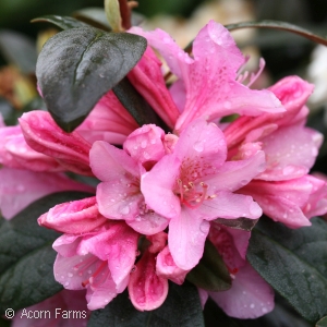 RHODODENDRON PJM AGLO