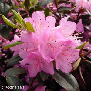 RHODODENDRON PJM OLGA MEZITT