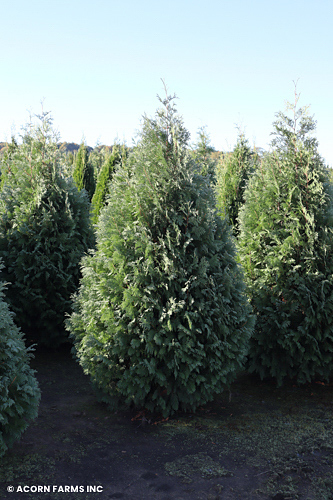 THUJA OCC TRAUTMAN