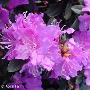 RHODODENDRON PJM