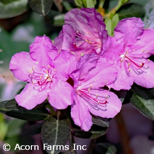 RHODODENDRON PJM REGAL