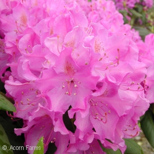 RHODODENDRON CAT ROS ELEGANS