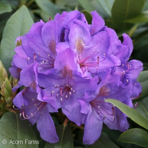 RHODODENDRON CAT LEES DARK