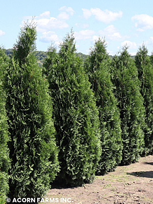 THUJA OCC PYRAMIDALIS