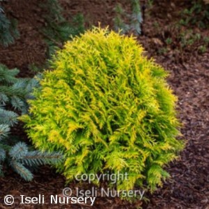 THUJA OCC AUTUMN MOON