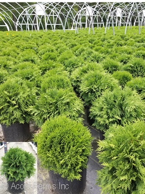 THUJA OCC WOODWARDII