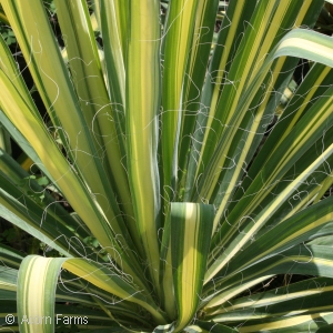 YUCCA FIL GOLDEN SWORD