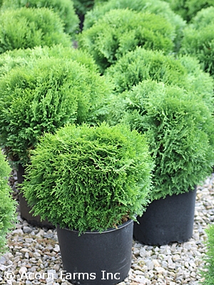 THUJA OCC TOM THUMB