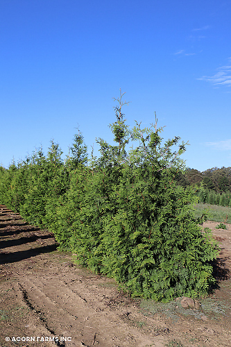 THUJA VIRGINIAN