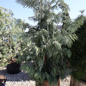 THUJA KOR GLAUCA