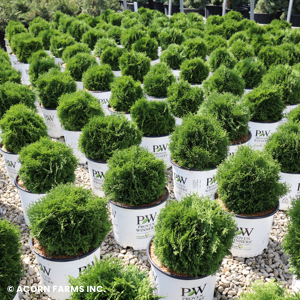 THUJA OCC TECHNY GOLD