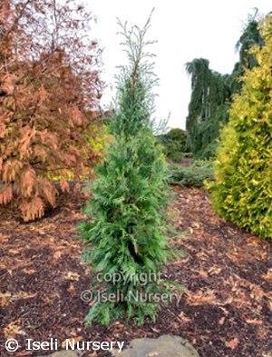 THUJA OCC WINTERGREEN