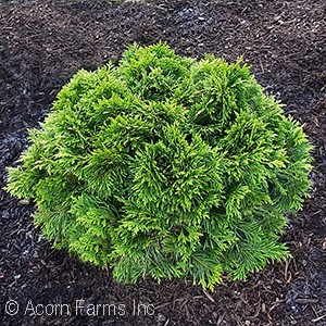 THUJA PLI GRUNE KUGEL