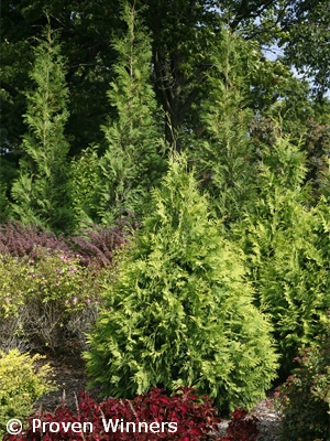 THUJA OCC POLAR GOLD