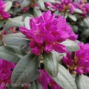 RHODODENDRON PJM ELITE STAR