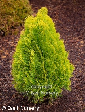 THUJA ORI MORGAN