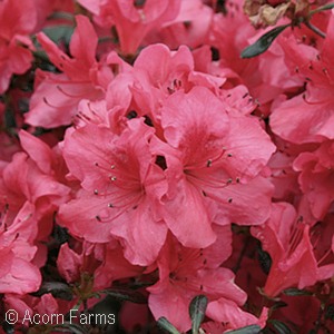 AZALEA JOHANNA