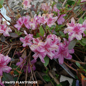 AZALEA POUKHANENSIS COMPACTA