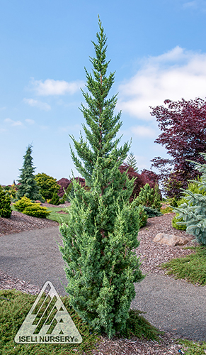 JUNIPERUS CHI TRAUTMAN