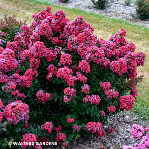 LAGERSTROEMIA LAVA JAVA