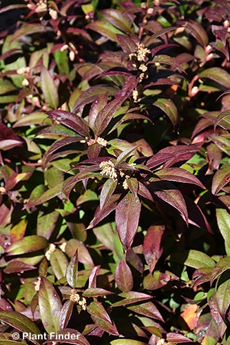 LEUCOTHOE FON SCARLETTA