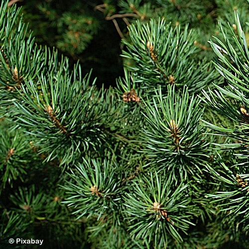 PINUS MUGO NANA
