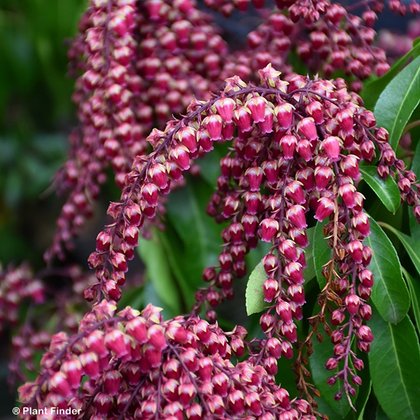 PIERIS JAP GAY GOBLIN