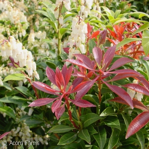 PIERIS JAP MOUNTAIN FIRE