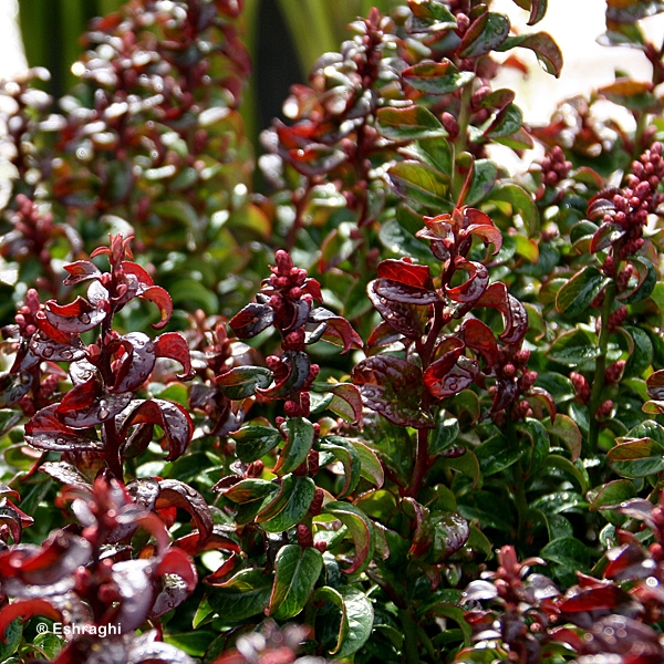 LEUCOTHOE AXI TWISTING RED