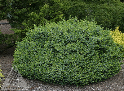 PICEA OMO PIMOKO