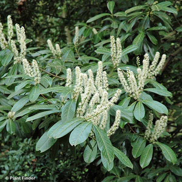 PRUNUS LAU SKINNY SKIP