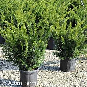 TAXUS MEDIA DENSIFORMIS