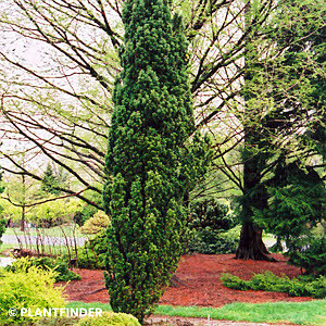 TAXUS BACCATA FASTIGIATA