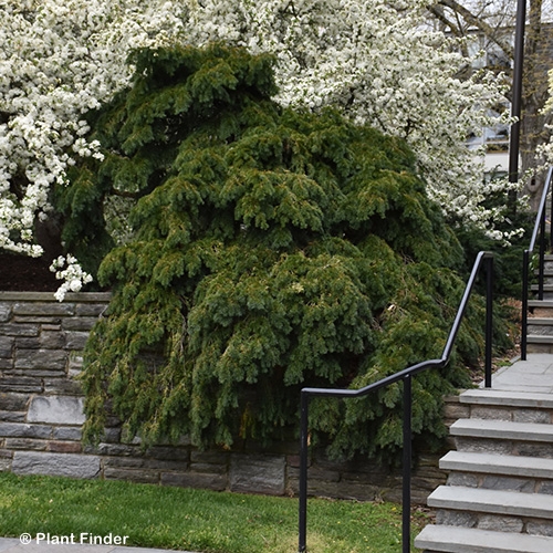 TAXUS BACCATA REPANDENS