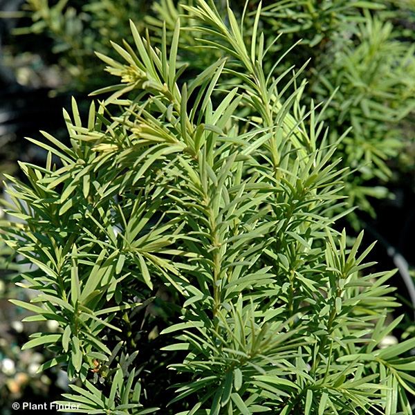 TAXUS MEDIA H M EDDIE