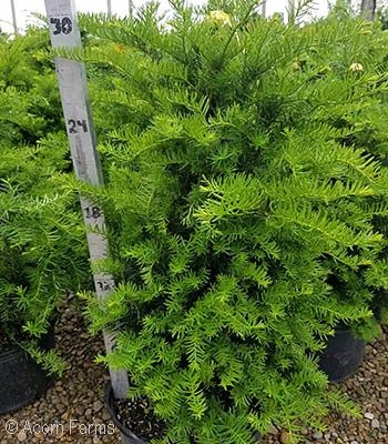 TAXUS CUSPIDATA CAPITATA