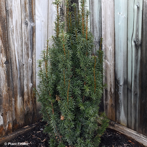 TAXUS MEDIA MAJESTIC