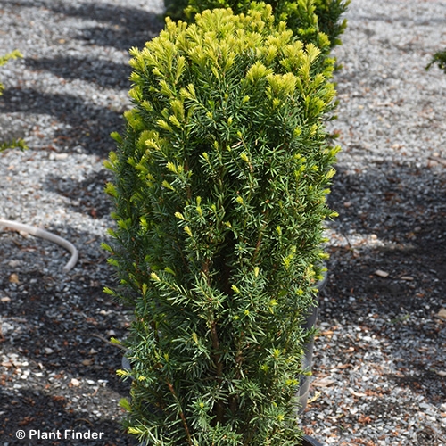 TAXUS CUSPIDATA NOVA