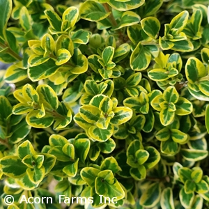 BUXUS MIC GOLDEN TRIUMPH