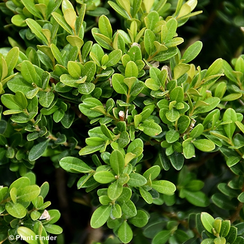 BUXUS MIC BABY JADE