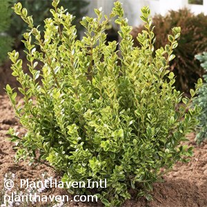 BUXUS MIC GOLDEN DREAM