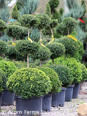 BUXUS SEMPERVIRENS