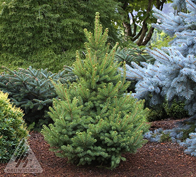 PICEA GLAUCA NORTH STAR