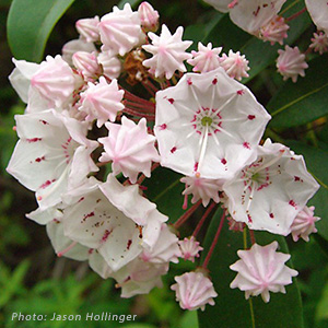 KALMIA LAT PEPPERMINT